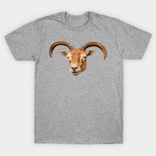 Soay Sheep T-Shirt